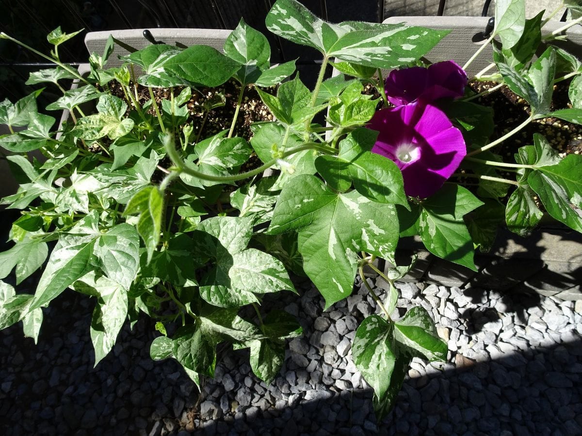 つばめ朝顔　花壇とハンギング 脇芽を伸ばす