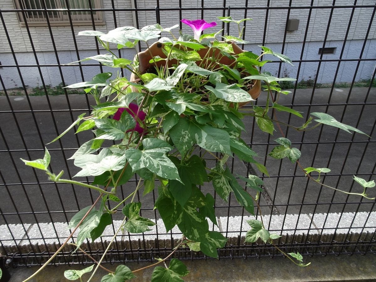 つばめ朝顔　花壇とハンギング ほぼ完成形？