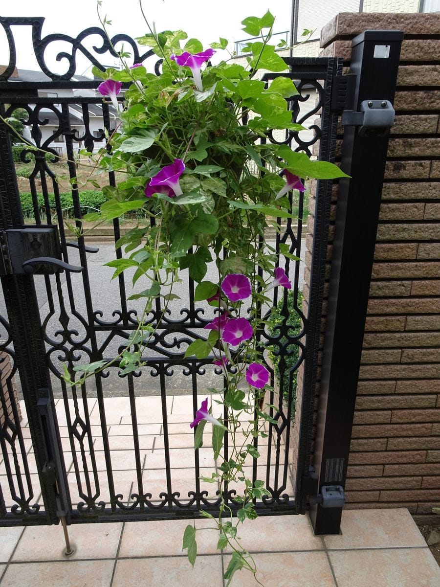 つばめ朝顔　花壇とハンギング こっちの方が枝垂れていました