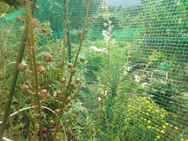 北海道の植物が、九州でも育つのか？ 種とお花のコラボレーション