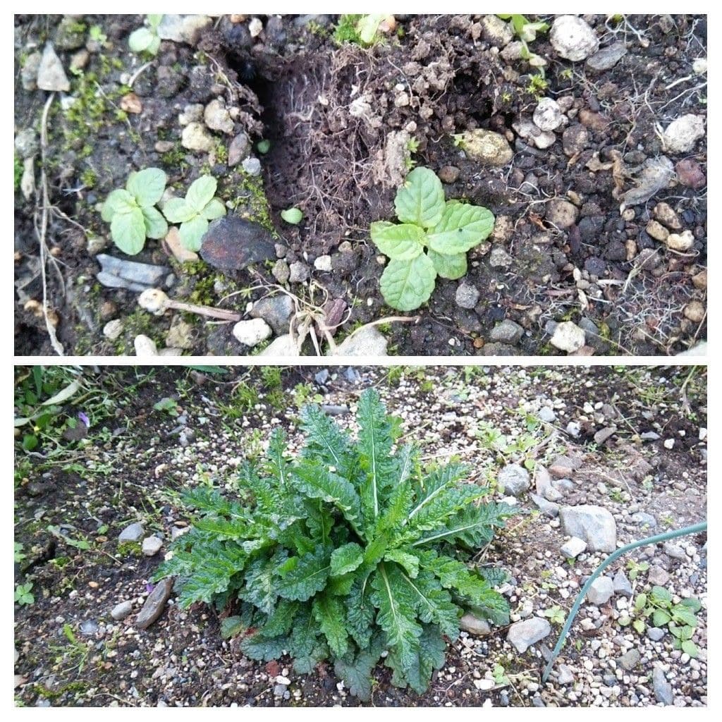 北海道の植物が、九州でも育つのか？ 5ヶ月経過　種の発芽確認出来ました。