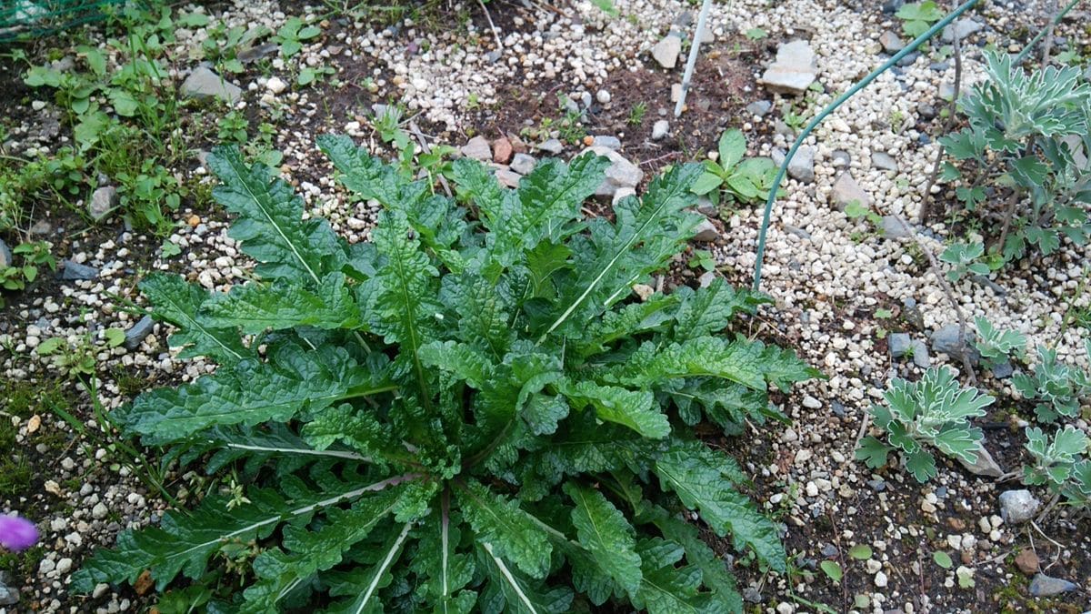 北海道の植物が、九州でも育つのか？ 6ヶ月経過　中心が伸び始めました。