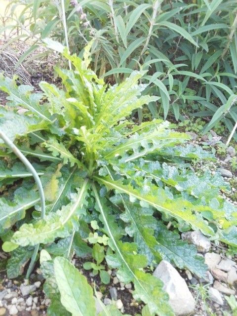 北海道の植物が、九州でも育つのか？ 背丈の有る花になっていく！♬