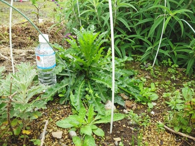 北海道の植物が、九州でも育つのか？ 順調に成長　ペットボトル程の高さに！