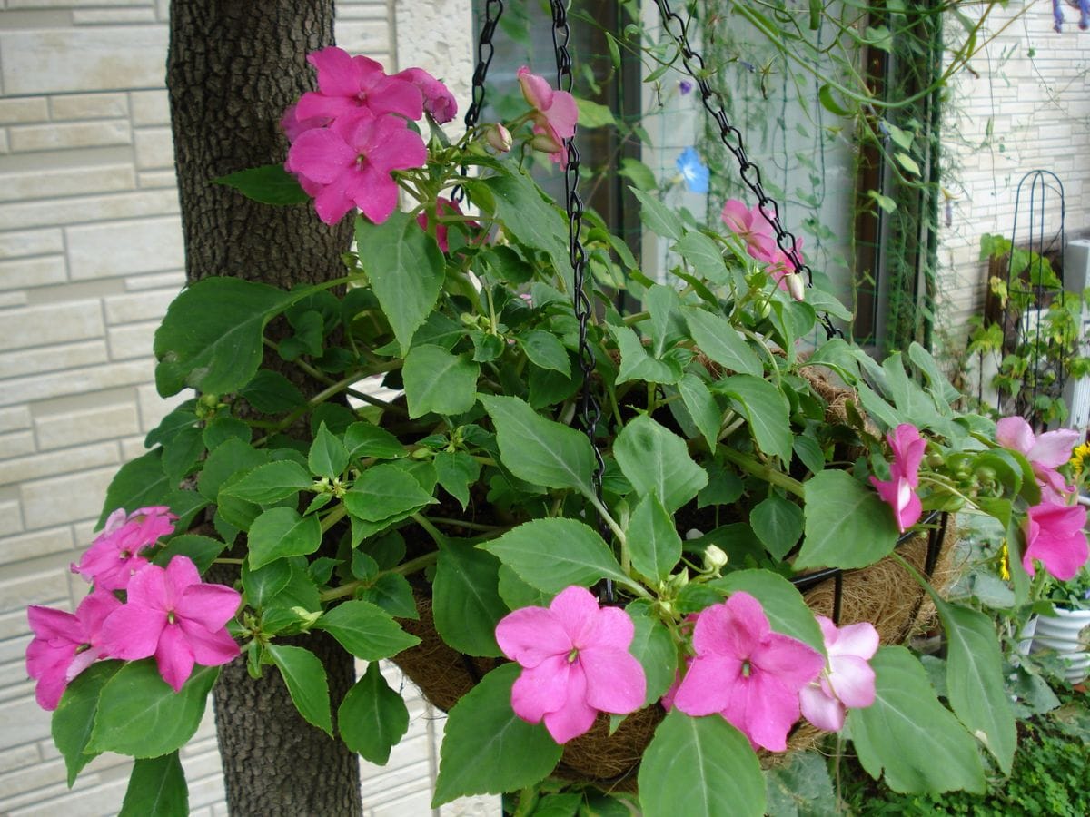 インパチェンス育てるど～ 花の数が増えてきたね