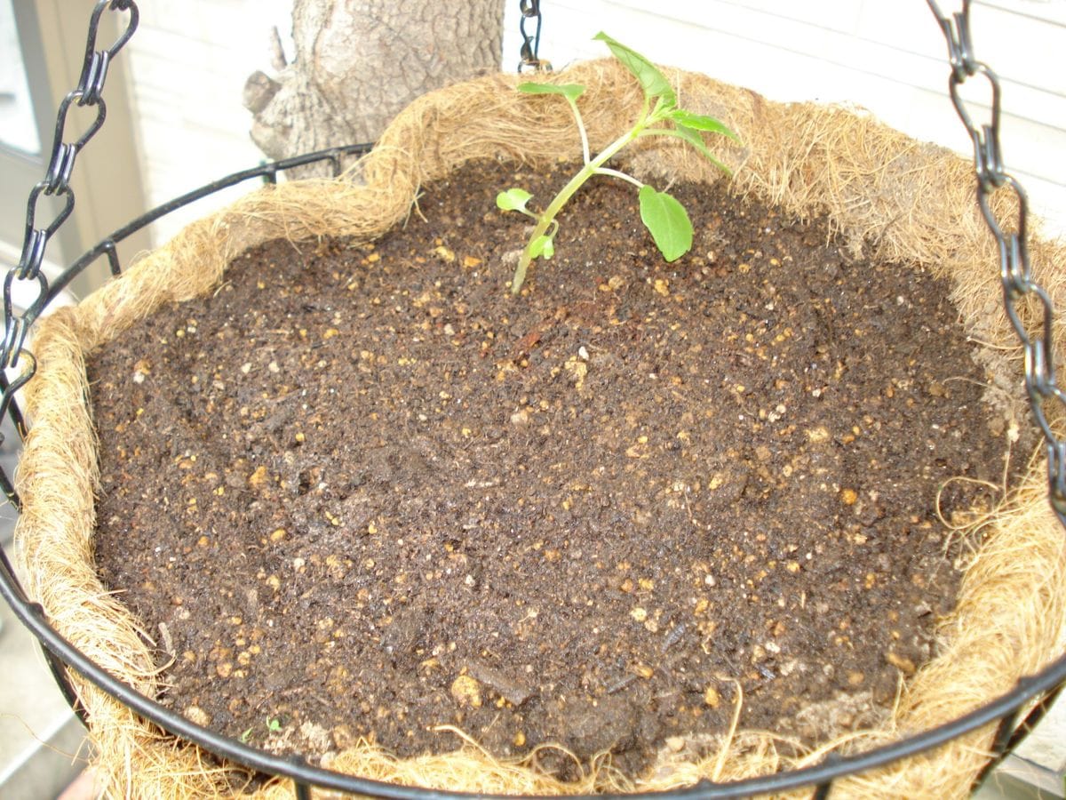 インパチェンス育てるど～ 苗を定植しました。