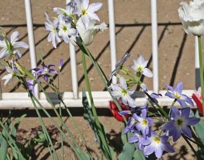 庭植えリューココリネ 春の庭は花がにぎやか