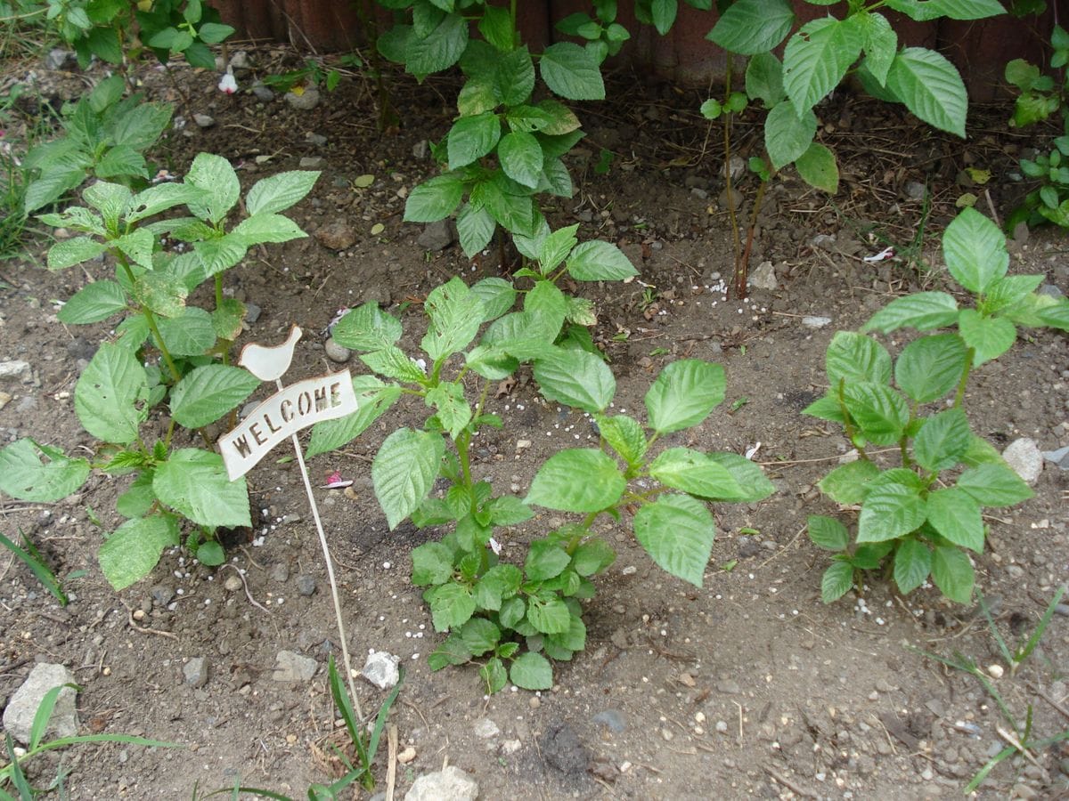 モロヘイヤを種から育てよう!! 定植から3週間経過しました。