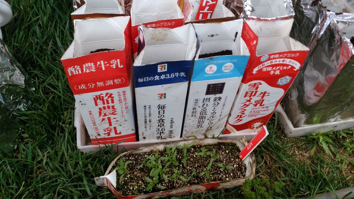 牛乳パックで、ミニトマトを育てます。 苗を牛乳パックプランターに植える