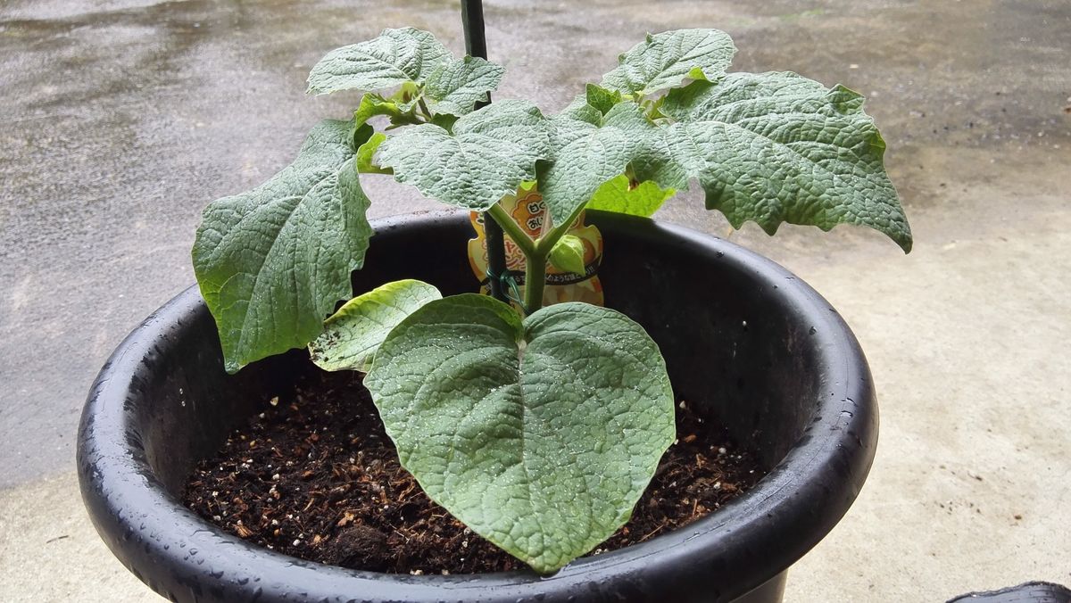 食用ほおずき 植え付け