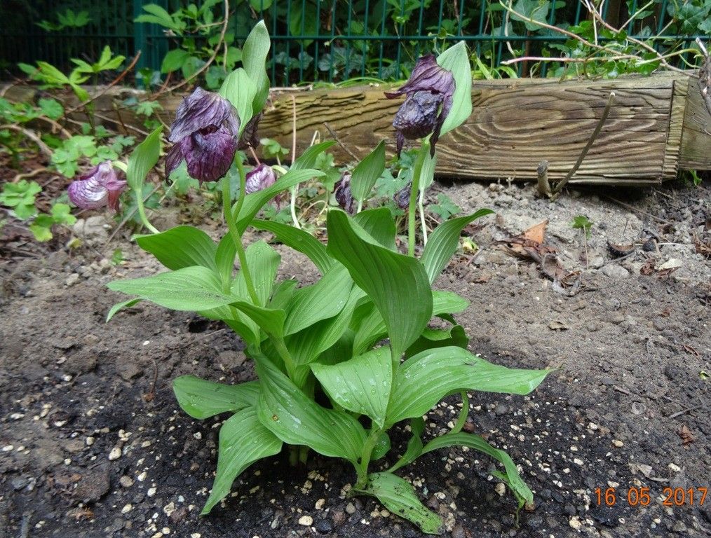 青い目の平氏一門の行く末 植え付け　１