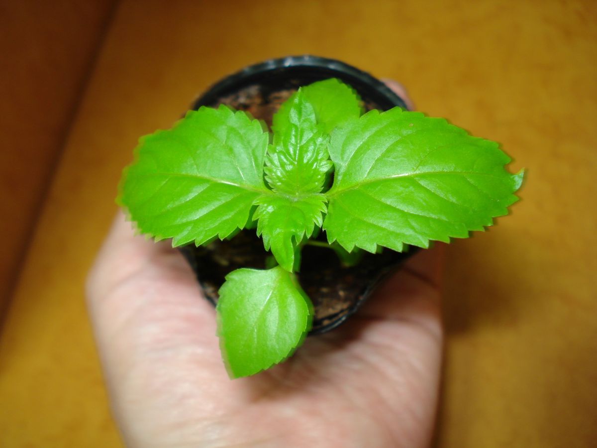 トレニア初めての栽培 すくすく育った。2株は定植できそうだな