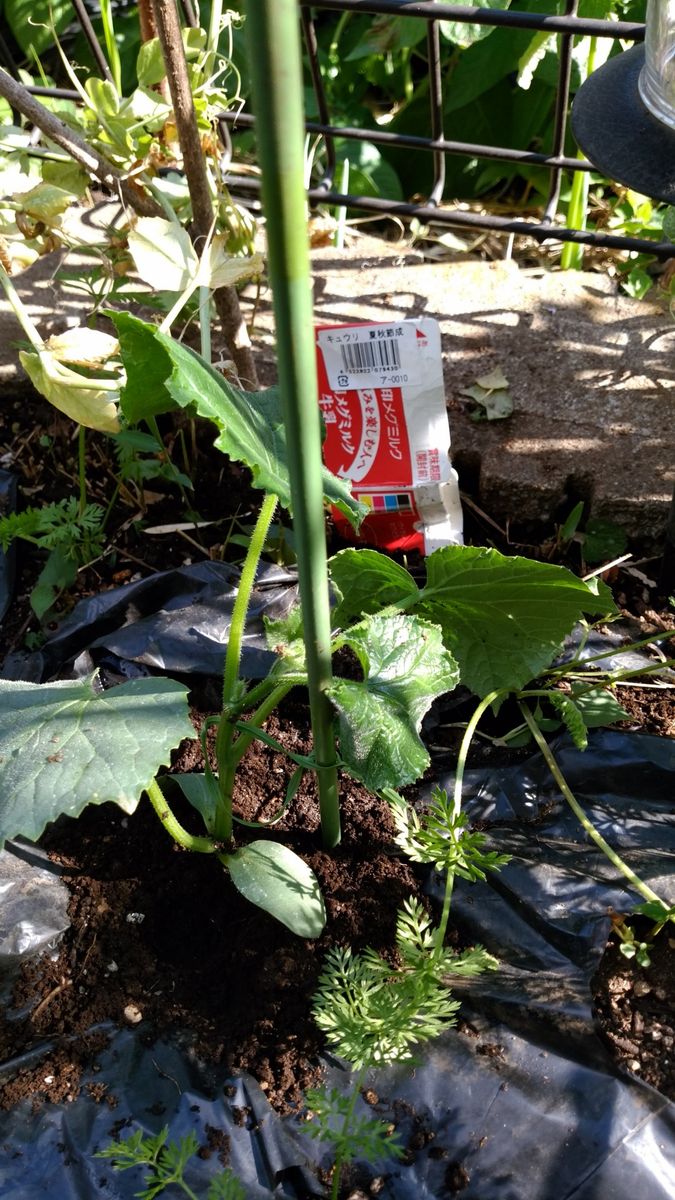 節成きゅうり夏秋を育てる 節成きゅうり夏秋を植えました。