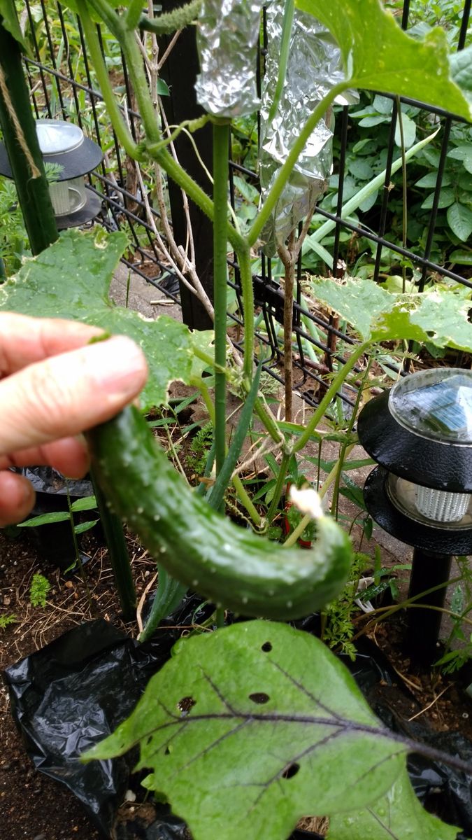 節成きゅうり夏秋を育てる 初収穫