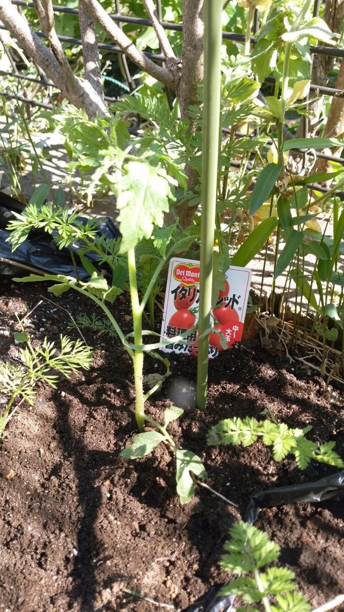 2017年　ミニトマト（イタリアンレッド）育てる。 苗を植えました。