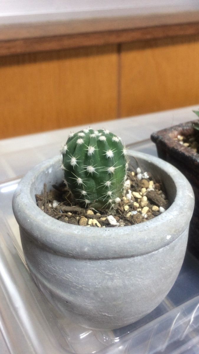 サボテン 大豪丸？ #1 植え替え