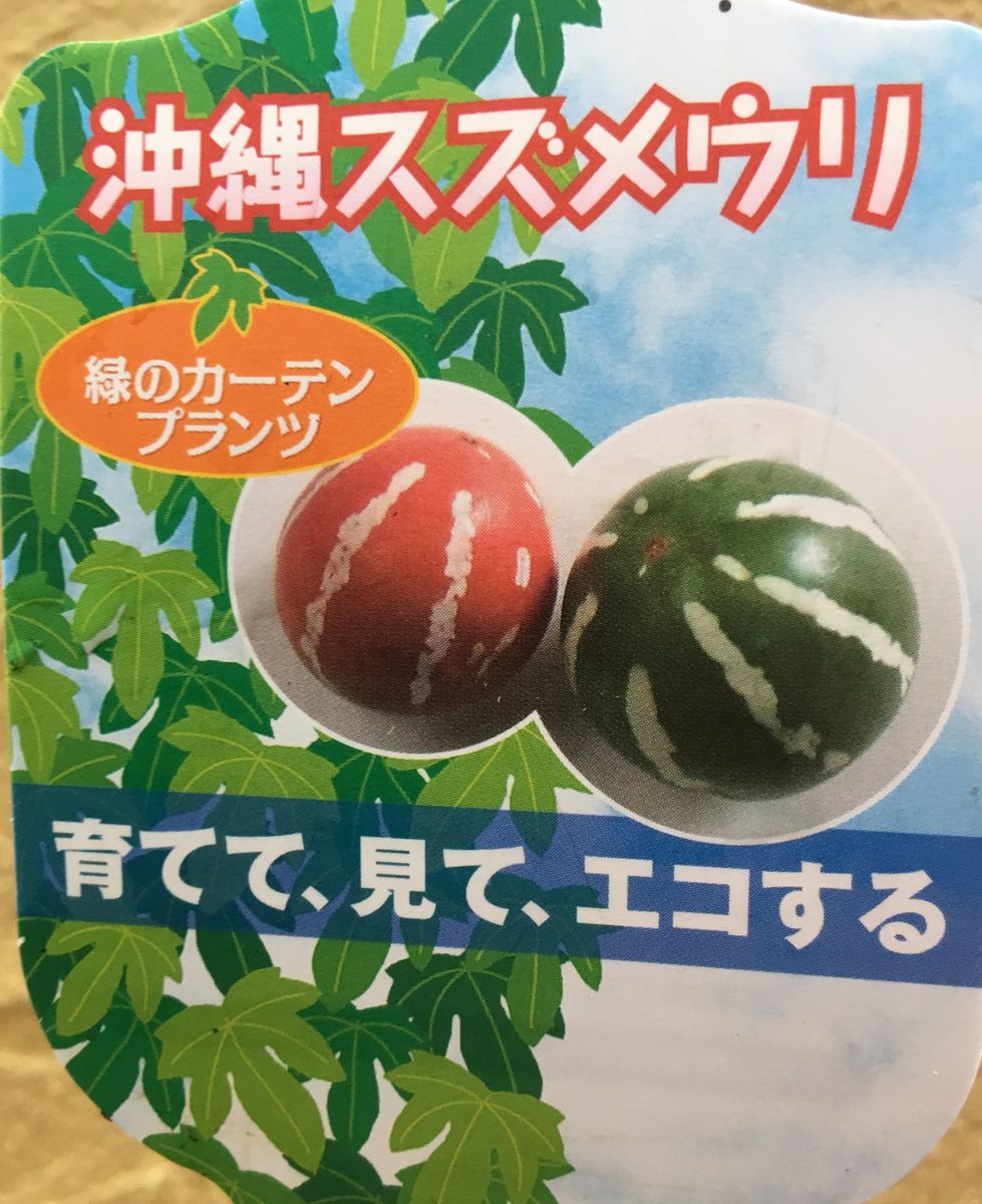 リベンジ❗️オキナワスズメウリ🍉