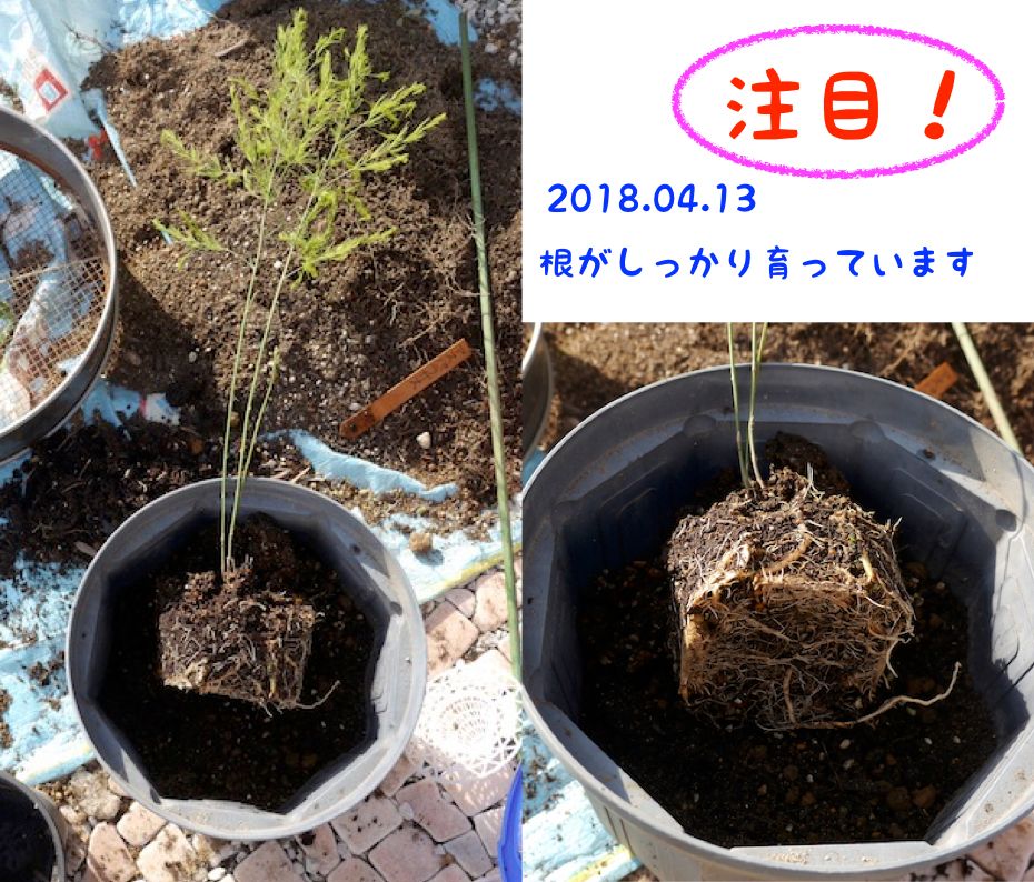 アスパラガスを種から育てる！ 2年目苗の植え替えは続く