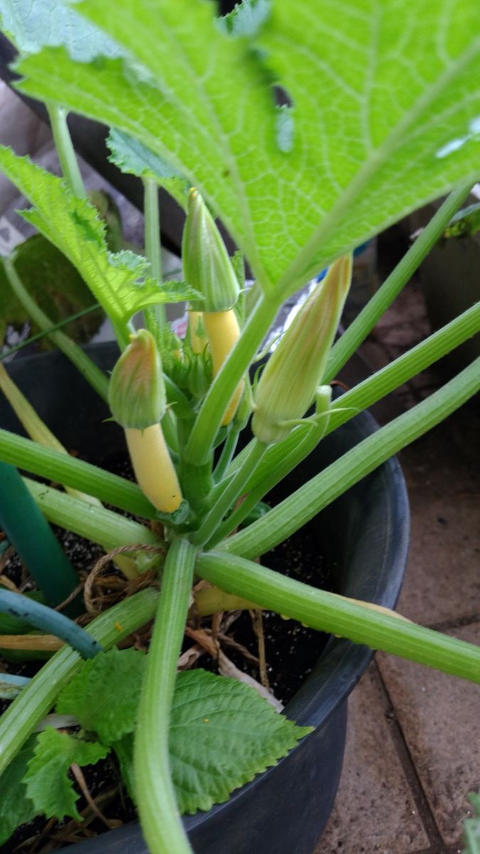 ズッキーニ黄色を育てる 雄花と雌花が同時に咲くかも