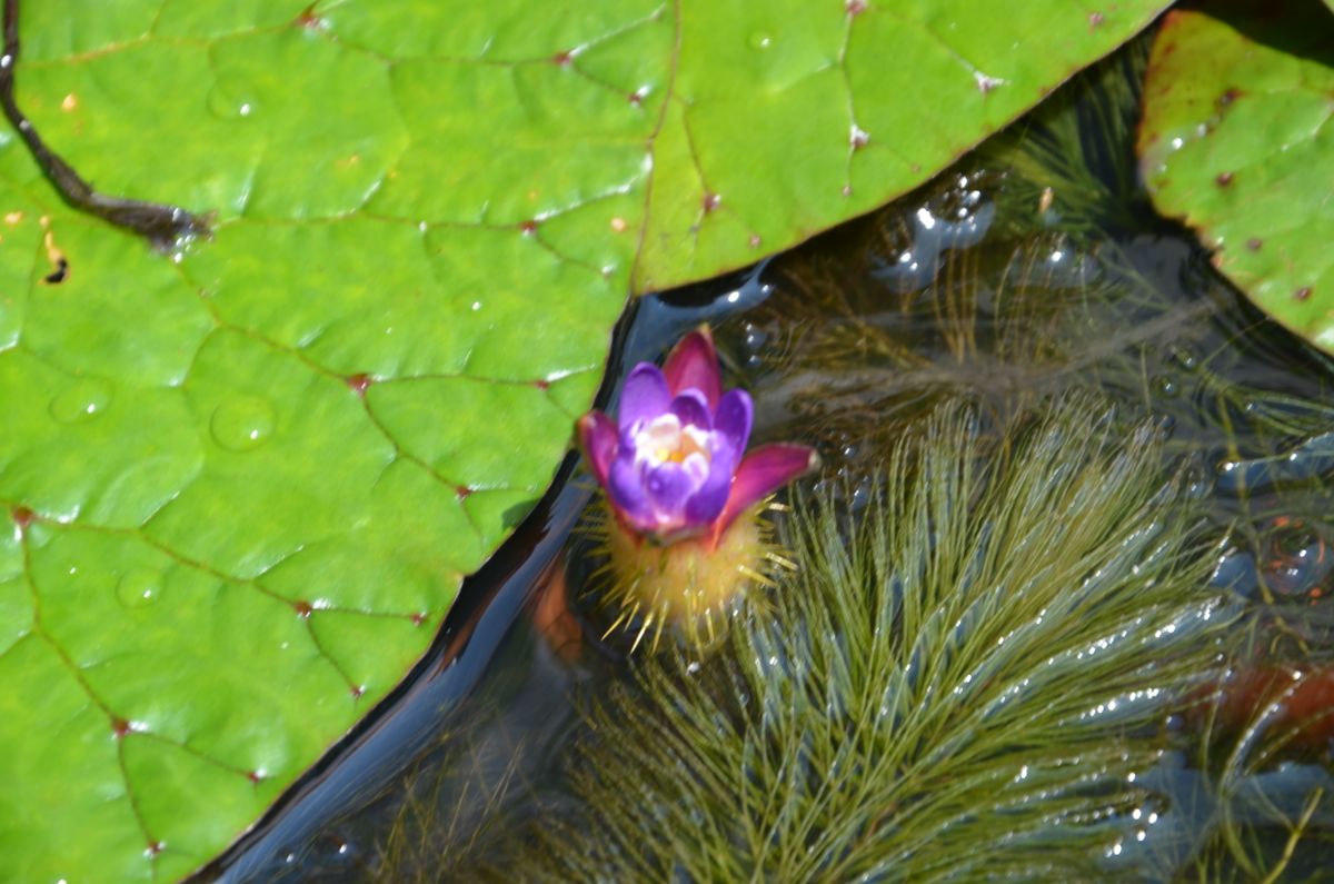 オニバス栽培2017-18 ２，３番目の花が咲きました。