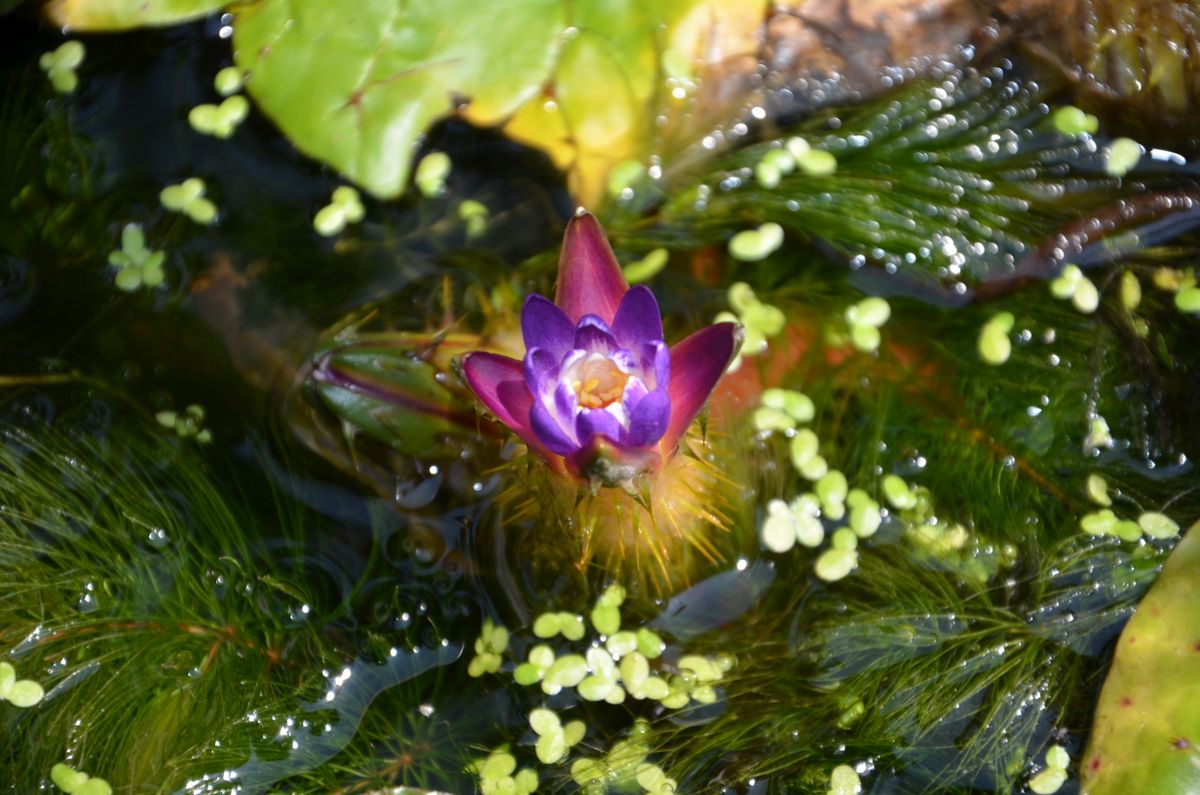 オニバス栽培2017-18 今年２番目の花が咲きました。