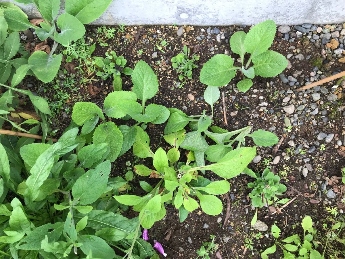 種からジギタリスを育てよう 新しい苗も定植しました