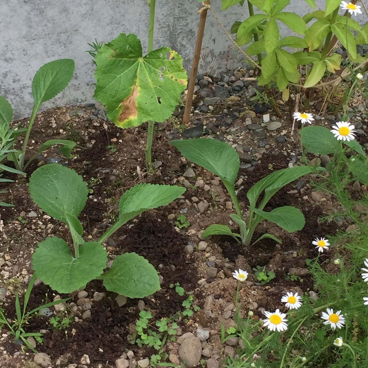 種からジギタリスを育てよう 定植しました。