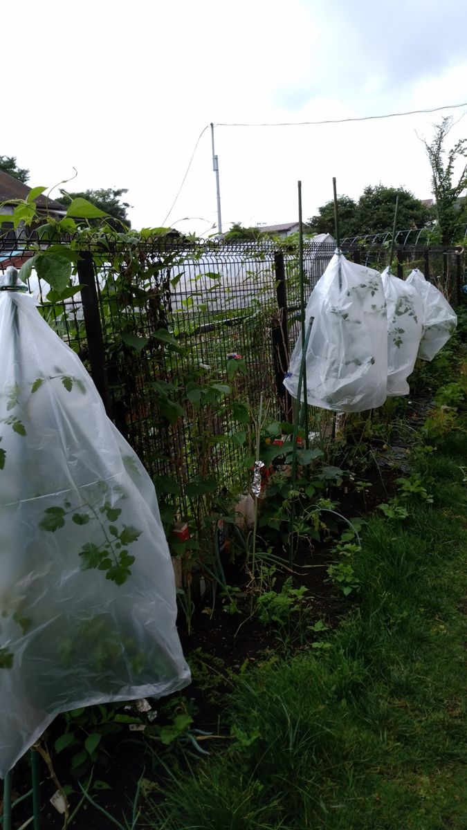 2017年　ミニトマト（すずなり） 雨よけに、ビニール袋を被せる