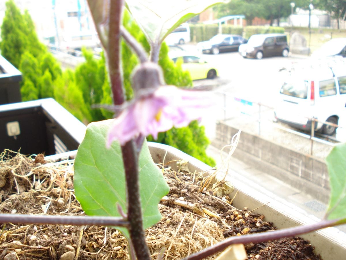 2017年 プランターで初めてのなす苗を育てる 初めてのなす開花