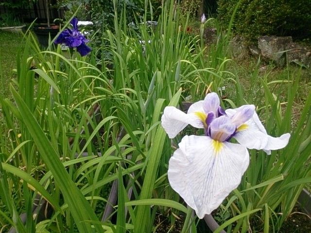 菖蒲プランター 2017/06/10 咲き始めてきた