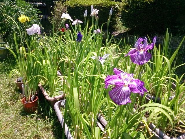 菖蒲プランター 2017/06/14 咲き揃う