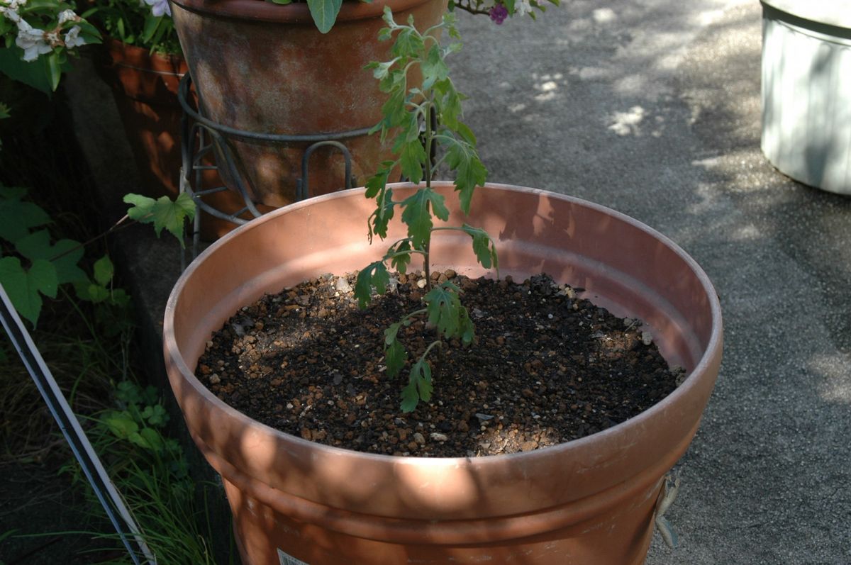 難物「ざる菊」に挑戦 鉢に植えた