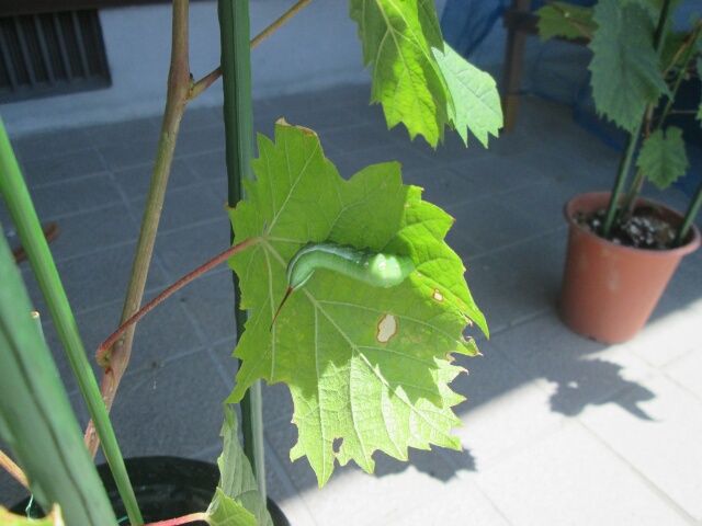 憧れの葡萄栽培 巨峰の挿し木の葉に