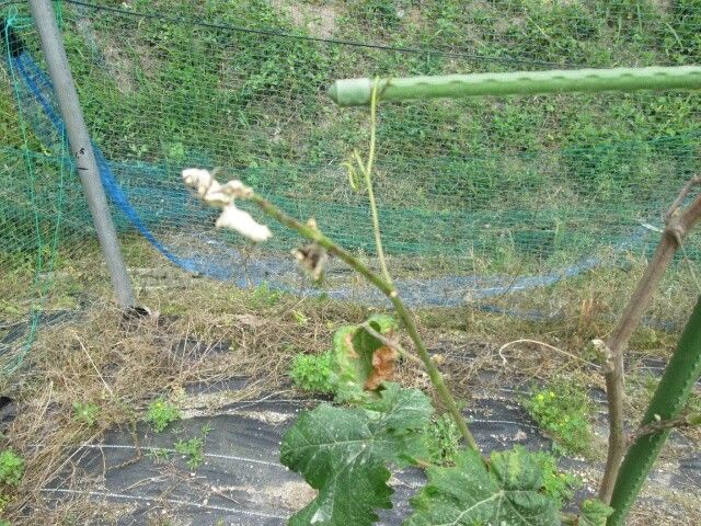 憧れの葡萄栽培 新芽の葉っぱが変