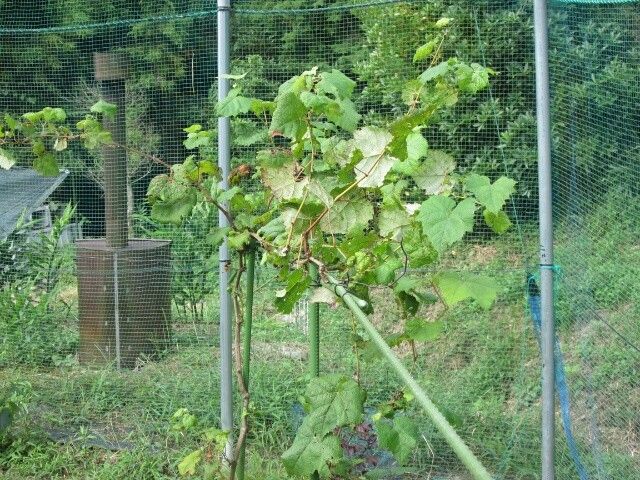 憧れの葡萄栽培 何とか持ちこたえ