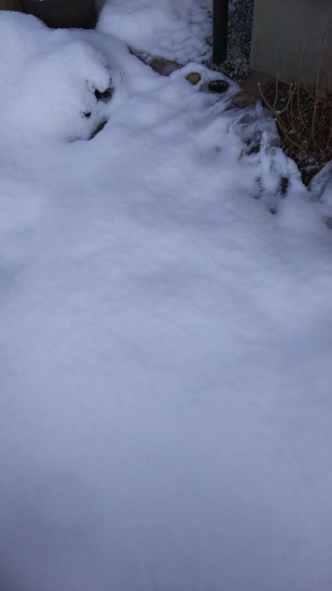 ペチュニア開花中 雪に覆われたさくらさくら