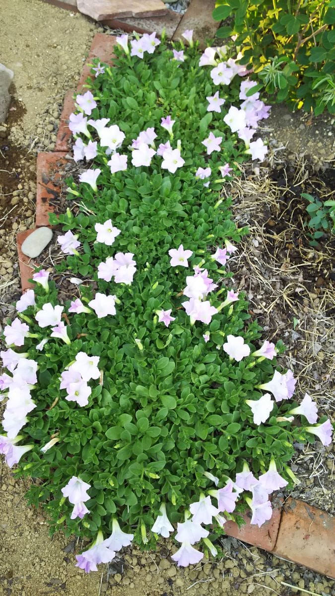 ペチュニア開花中 さくらさくらの開花が進みました