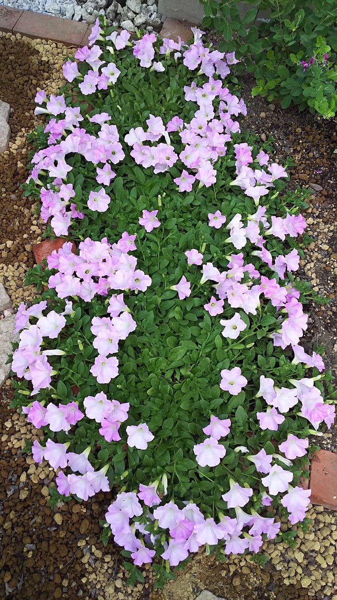 ペチュニア開花中 開花後2週間くらい