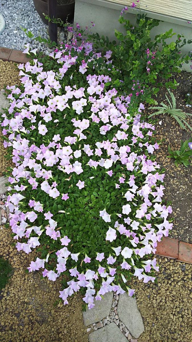 ペチュニア開花中 開花後3週間くらい