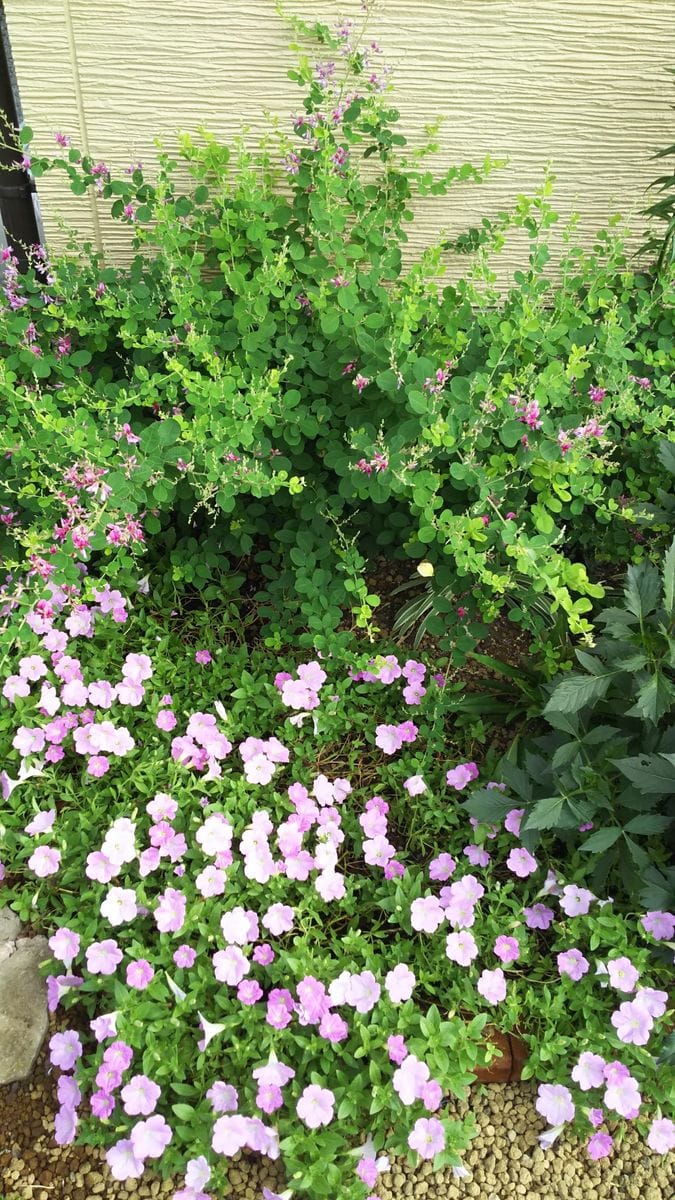 ペチュニア開花中 今日8月29日のさくらさくら