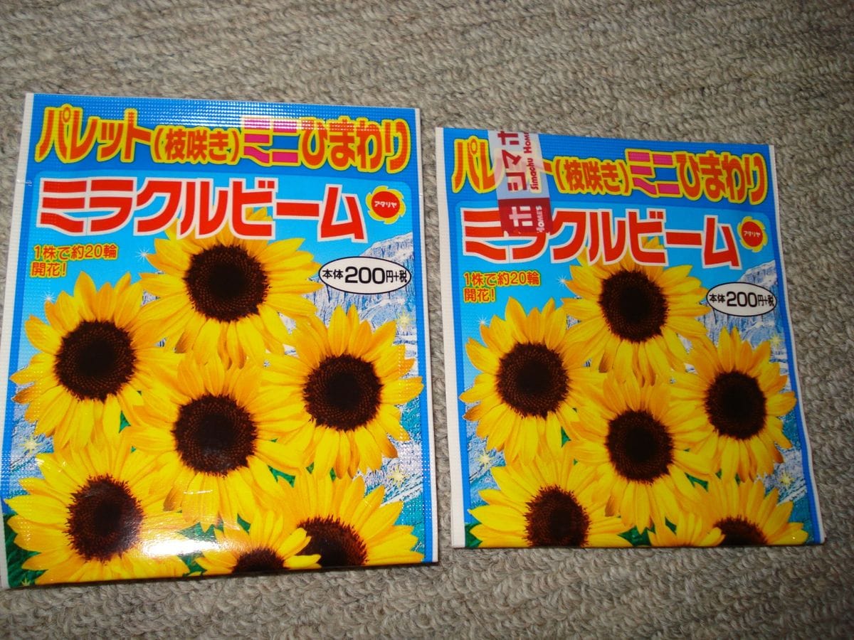 暑い夏にミニひまわりを満開にしたい・・😆💦💦 おまけ・・・