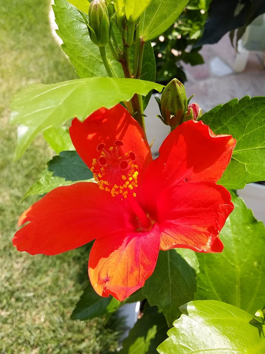 夏の恋人！ハイビスカスの挿し木 開花🌺(*´∀`)🌺