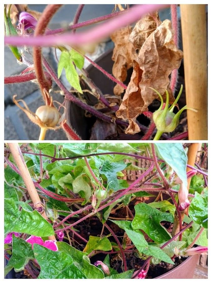 ききょうのはな 花も実もある花生よ♪