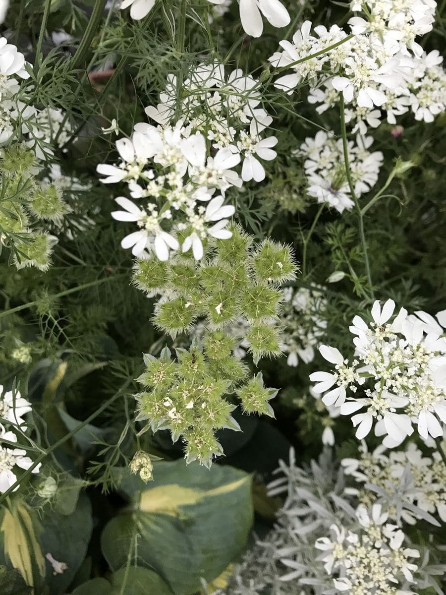 オルレア 種の収穫 花の終わり