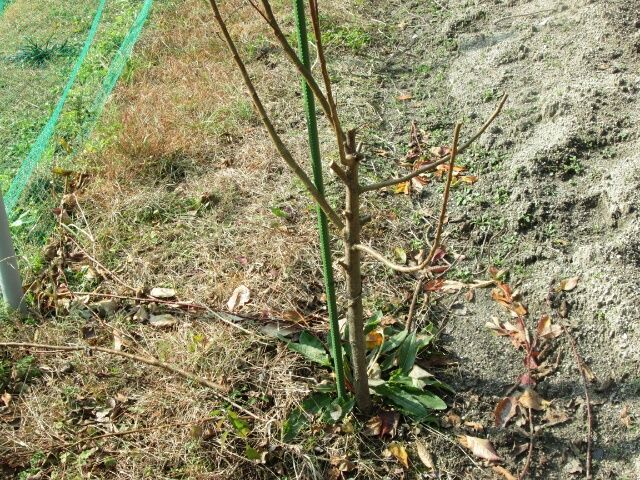 ハリウッド挿し木挑戦中 受粉木として購入した大石早生