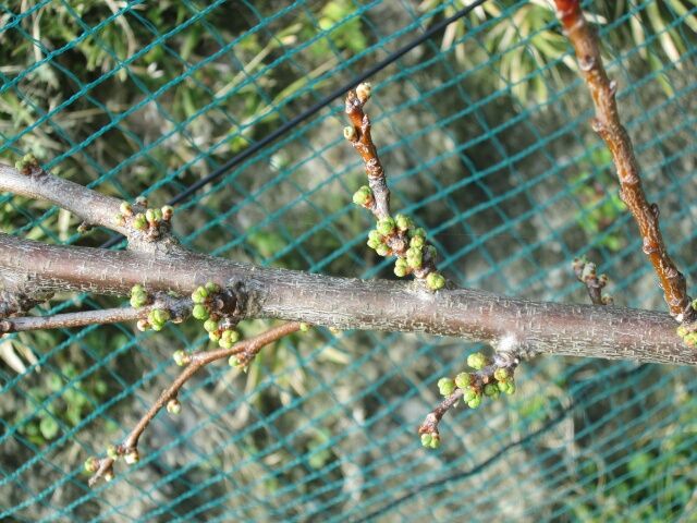 ハリウッド挿し木挑戦中 大石早生の花芽