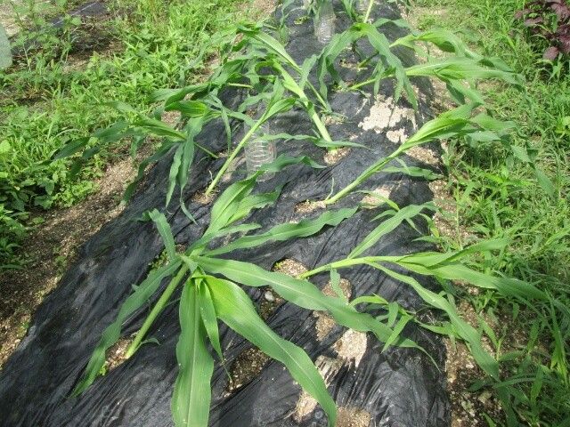 性懲りもなく ６月３０日昨夜の強風でなぎ倒され