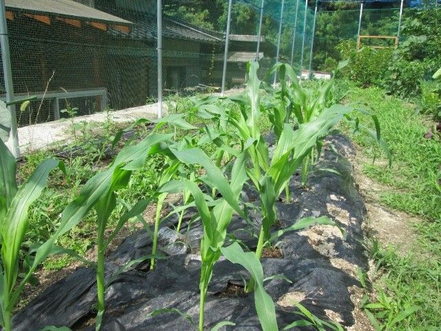 性懲りもなく 急遽土寄せ