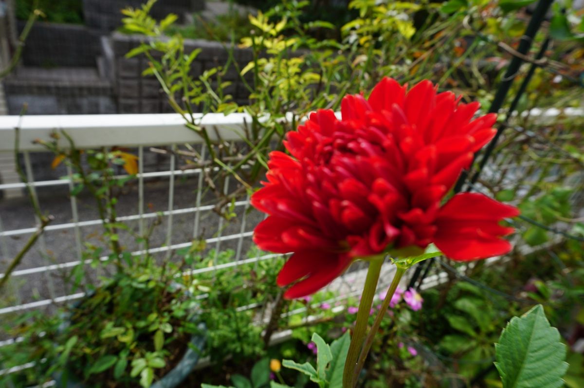 ダリアの種まきをしました。 地植えの方はこんな花も咲きました。