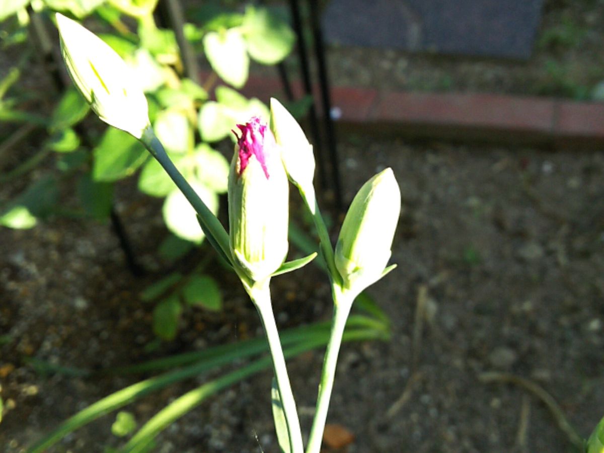 植える場所で花びらの数が変わる？